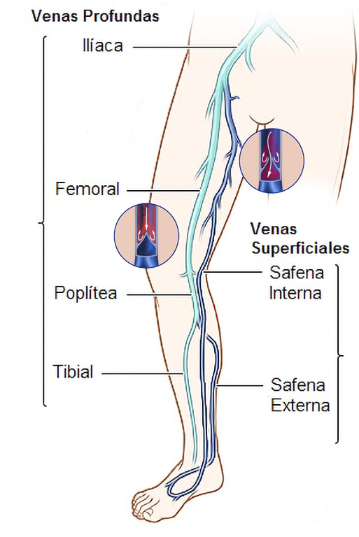 Varices-Barcelona-Anatomia